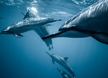 湖人关键时刻13连胜！41岁詹姆斯30+8+8无人能敌|勒布朗·詹姆斯|季后赛|微博|洛杉矶湖人队|勒布朗-詹姆斯_新浪体育_新浪新闻